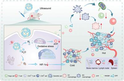 新型鉍基納米材料為癌癥治療提供新思路——生物基材料技術(shù)研發(fā)的突破